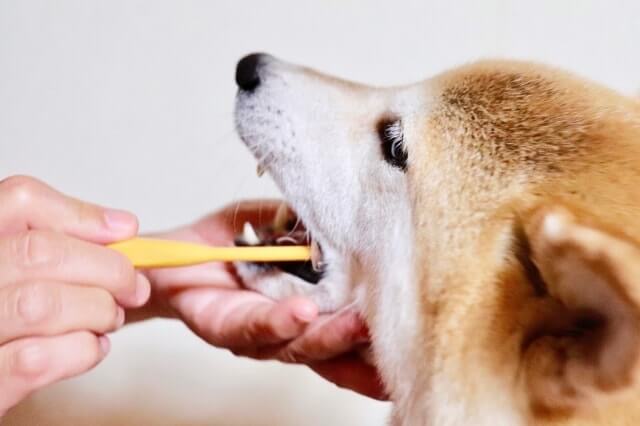犬がラムチョップの骨を食べるメリット一覧