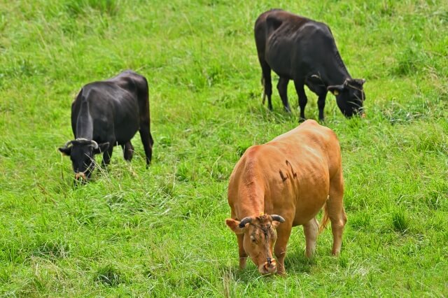 その他の和牛の品種と特徴