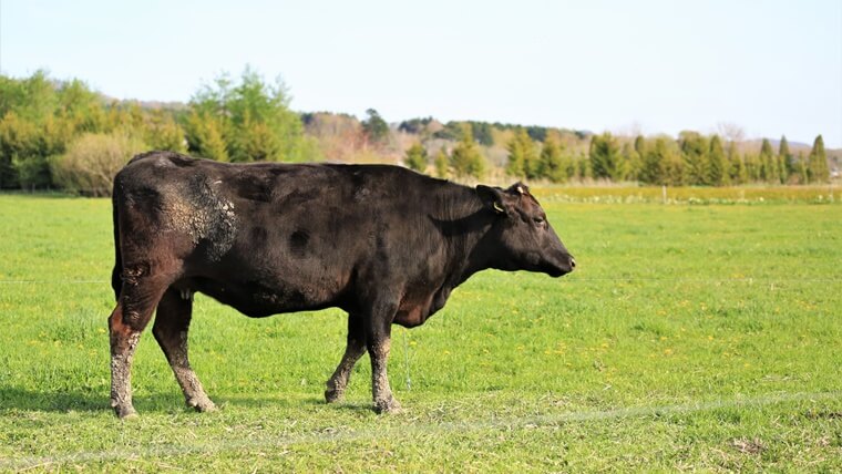 黒毛和牛の特徴とは？国産牛との違いとあわせて徹底解説